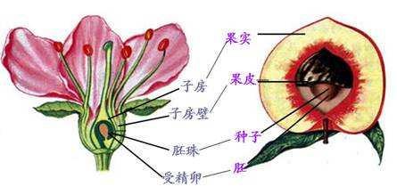 被子植物的定义是什么 1