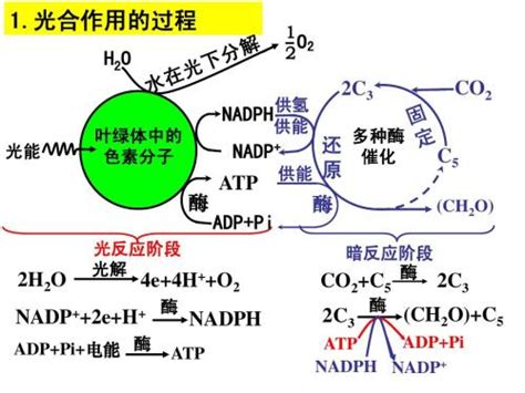 光合作用详细三阶段图解 5