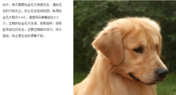 金毛犬该如何正确喂养？ 2