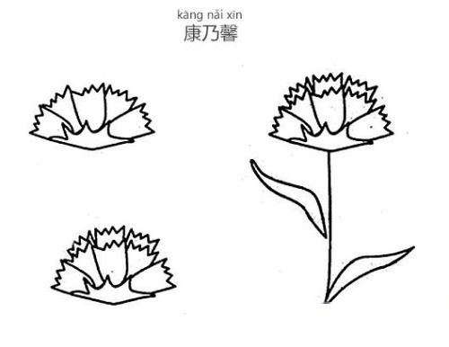 康乃馨简笔画绘制步骤详解 3