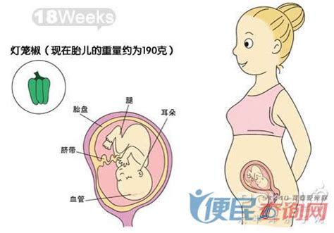 孕18周：常见症状与必读注意事项 5