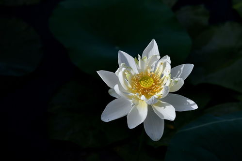 瑞莲之意蕴阐释 1