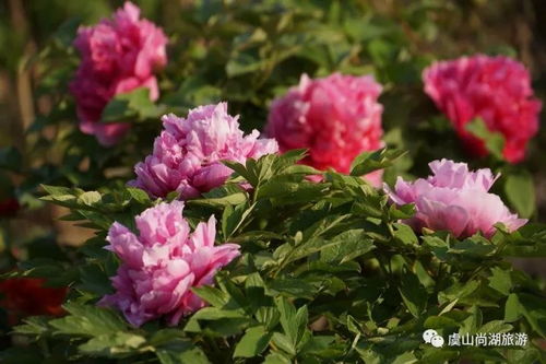 轻松学会：牡丹花的种植方法与技巧 4