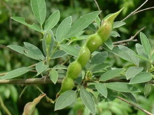 豆科植物种类概览 1