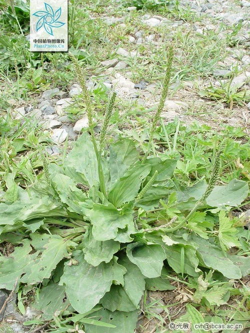 怎样辨别草本植物与木本植物？ 2