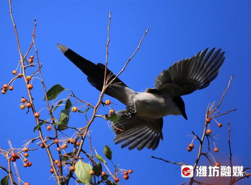 小灰喜鹊饮食指南：科学喂养方法与食量建议 2