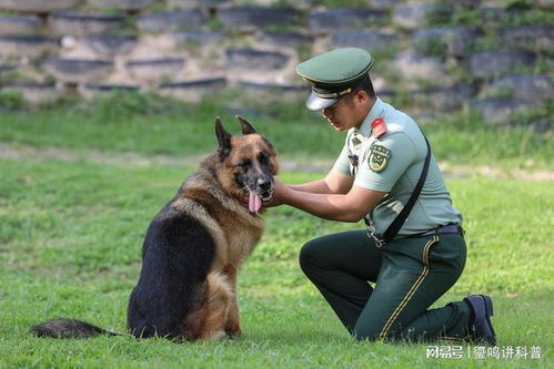 如何申请领养退役警犬？ 1