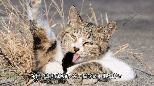 揭秘猫咪眼睛的惊人冷知识，你绝对不知道的秘密！ 2