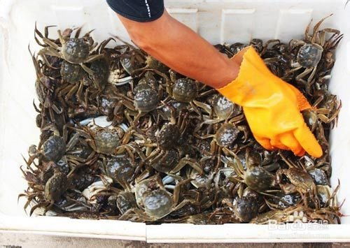 如何有效保存活螃蟹，保持新鲜美味 2