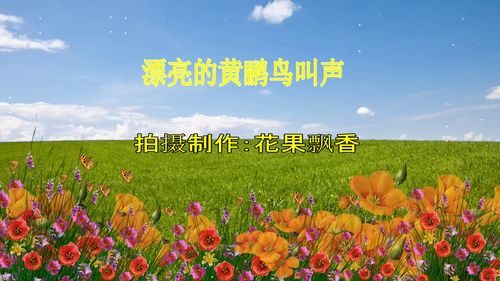 揭秘：黄莺那独特动人的叫声究竟是怎样的声音？ 1