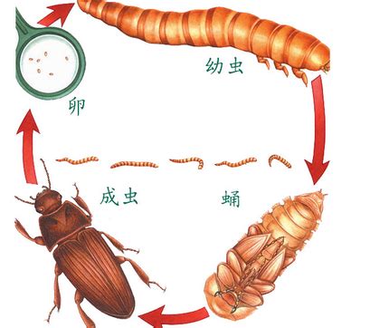 黄粉虫高效养殖秘籍：轻松掌握致富技巧 2