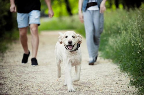 解析狗与犬的差异 2