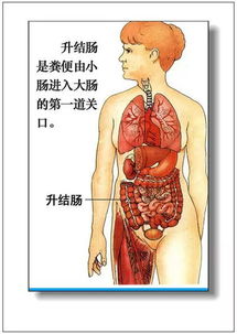 人体器官象征意义求解 3