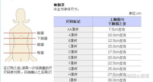 揭秘：女性内衣罩杯的多样尺码全解析 3