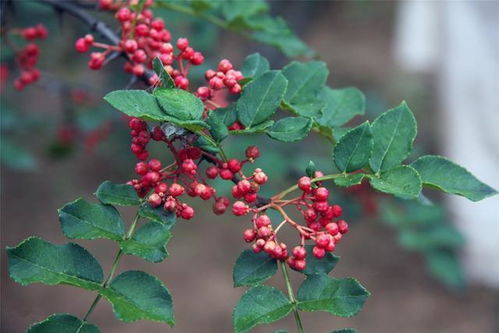 种植花椒树的方法与技巧 4