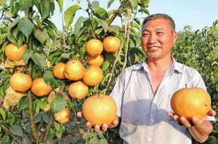 晚秋黄梨初挂果，何时迎来丰收喜？ 2