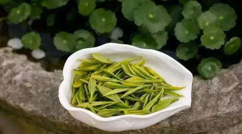 天山绿茶属于哪类茶？哪些茶又归类为绿茶？ 4