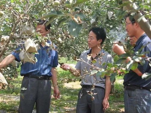揭秘！苹果叶培育秘籍：超实用方法与不可忽视的注意事项，点击解锁绿意盎然新技能！ 2