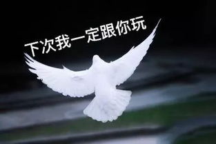 揭秘：“放鸽子”一词的真正含义是什么？ 1
