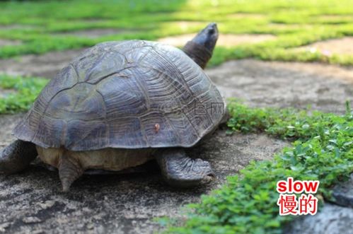 探索“slow”的比较级：揭秘其更快的对立面！ 1