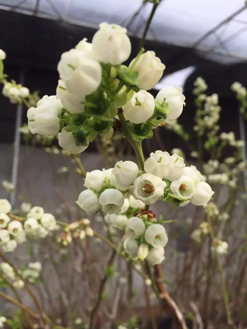 清明节赏花指南：最佳花卉观赏推荐 1