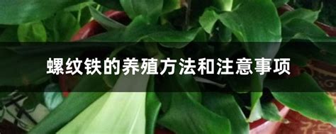 螺纹铁养护指南及关键注意事项 2