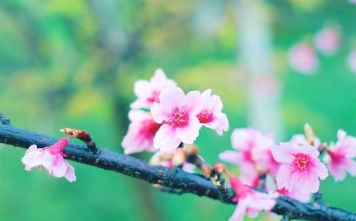 揭秘：人面桃花对应的生肖究竟是什么？ 2