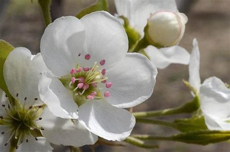 哪一句诗句中的梨花是实际指代的梨花？ 2