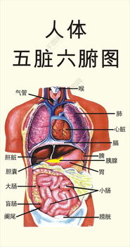 揭秘人体：五脏六腑详细图解 3