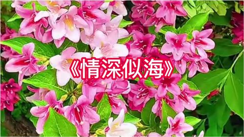 情深似海：动人歌词全解析 1