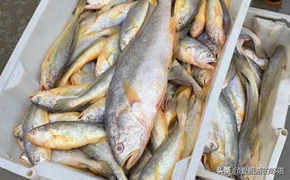 探秘海鲜美味：精选大黄鱼烹饪技巧4视频教程 2