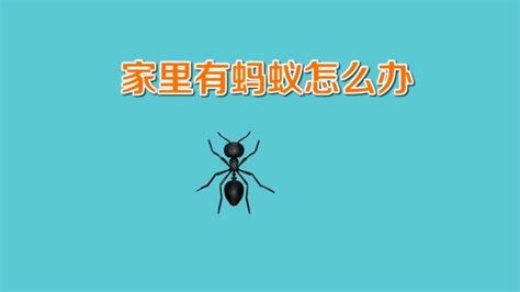 家里出现蚂蚁该怎么处理？10种简单有效的治理方法 3