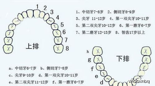 解析：序齿排班的含义是什么？ 4