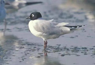 神奇海洋揭秘：以下哪种生物群落被誉为“海上森林”之称？ 3