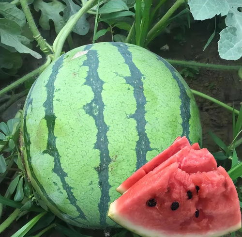 揭秘：高效种植麒麟西瓜的绝妙技巧 2