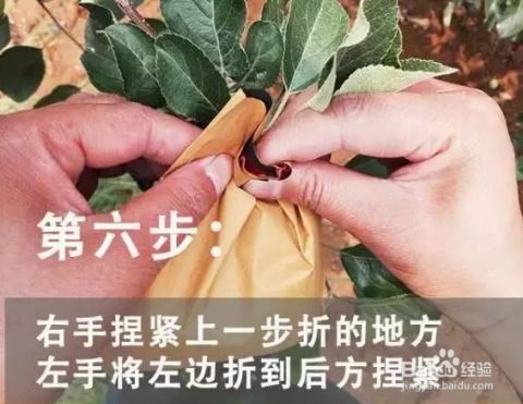 苹果果实套袋的正确方法 1