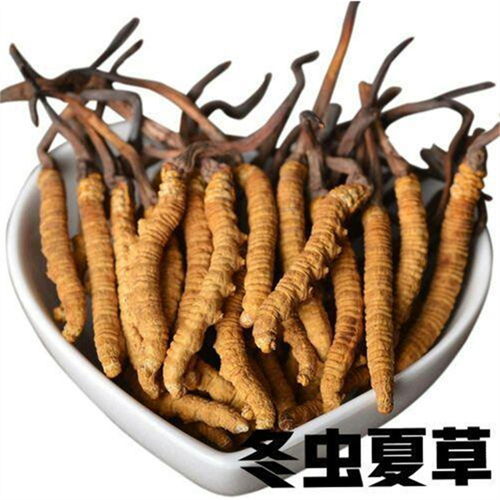 虫草和冬虫夏草有什么区别？ 1