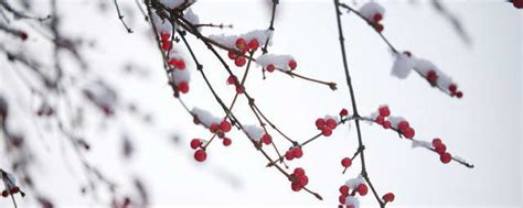 秋雪所蕴含的寓意与象征 3