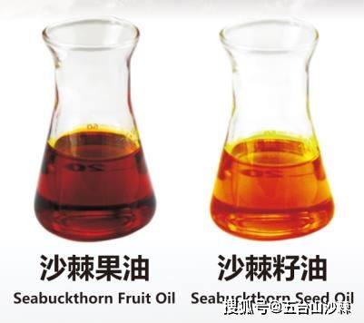 如何鉴别沙棘品质优劣 3
