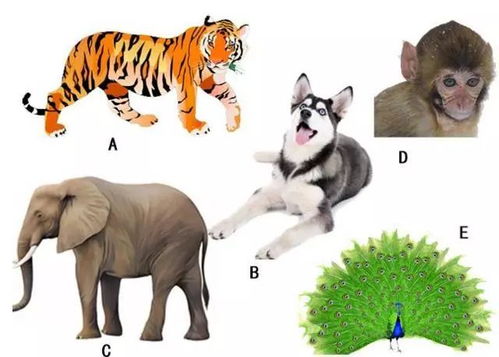 谜底揭秘：四通八达指的是哪个生肖动物？ 2