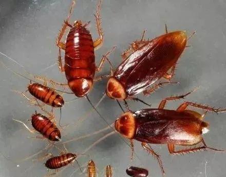 为什么我们在日常生活中很难打到蟑螂？ 1