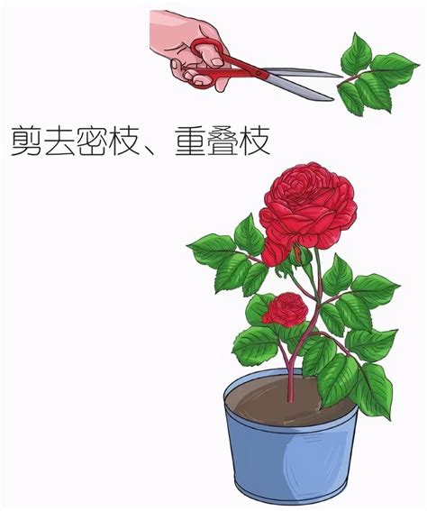 如何养殖玫瑰花？ 4