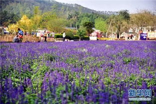 清明节出游踏青精选目的地 2