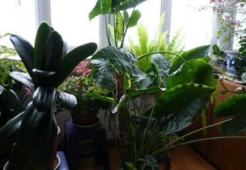 哪种常见植物含毒，不宜室内种植？蚂蚁庄园12月2日解答 2