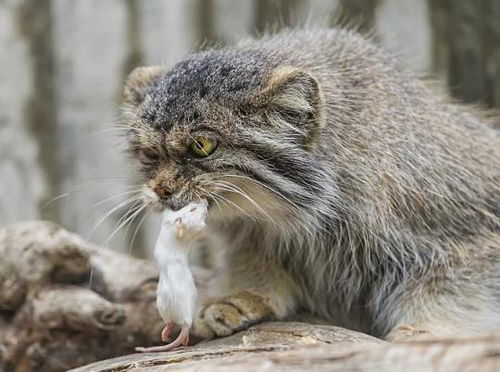 食猫鼠究竟是一种怎样的动物？ 3