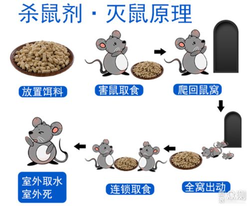 高效灭鼠方法指南 2