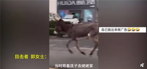 山东驴肉汤馆惊现驴逃脱，公路上演疯狂奔跑，最终归宿如何？ 3