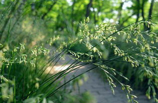 苗字开花：探索“苗”能组成的多样词汇 4