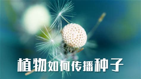 植物种子传播的方式 2