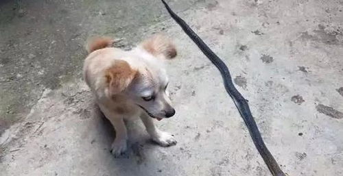 探究：狗狗间致命冲突的背后原因 2